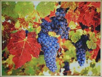 Картина Сваровски "Гроздь винограда", 40 х 30 см